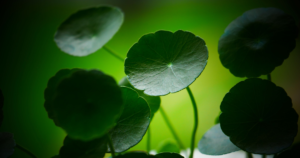 Centella asiática para qué sirve | KUDZŪ